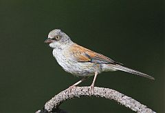 Yellow-eyed Junco